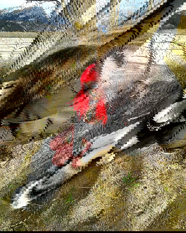 llilbby llilbby archive image