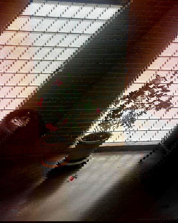 llilbby llilbby archive image