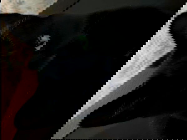 llilbby llilbby archive image