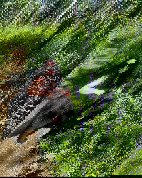 llilbby llilbby archive image