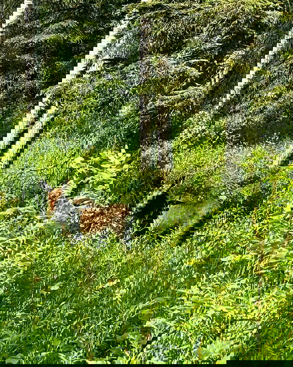 llilbby llilbby archive image