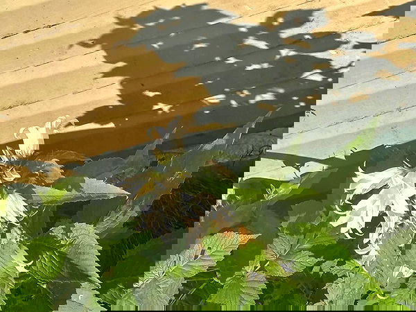 llilbby llilbby archive image