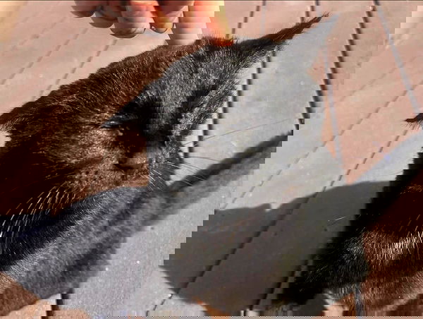 llilbby llilbby archive image