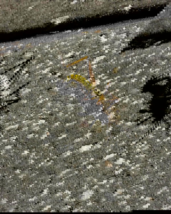 llilbby llilbby archive image