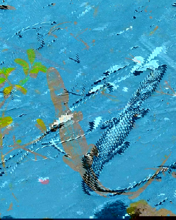 llilbby llilbby archive image