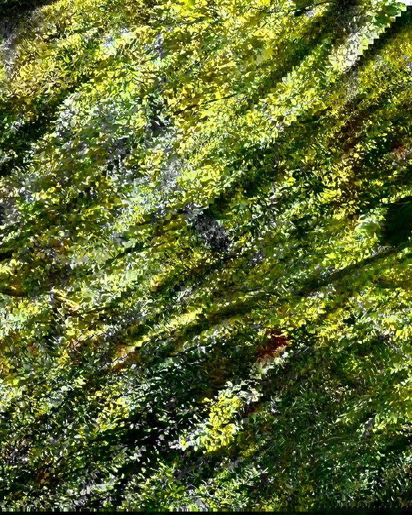 llilbby llilbby archive image