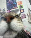 lolyomie Altpins Profile Picture