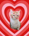 lotembar Altpins Profile Picture