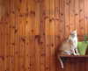 lotembar Altpins Profile Picture