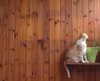 lotembar Altpins Profile Picture