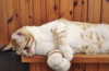lotembar Altpins Profile Picture