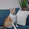 lotembar Altpins Profile Picture