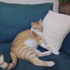 lotembar Altpins Profile Picture