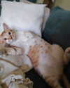 lotembar Altpins Profile Picture