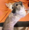 lotembar Altpins Profile Picture