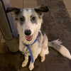 lotembar Altpins Profile Picture