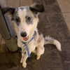 lotembar Altpins Profile Picture