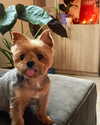 lotembar Altpins Profile Picture