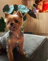 lotembar Altpins Profile Picture