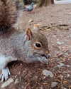 lotembar Altpins Profile Picture