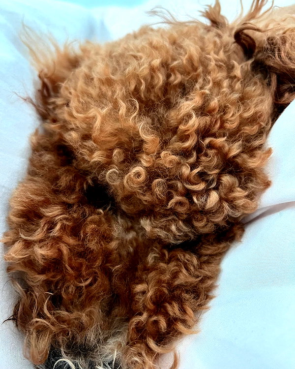luciaaferrato instagram image archive image