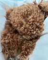 luciaaferrato Altpins Profile Picture