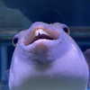 luna.havri Altpins Profile Picture