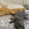 luna.havri Altpins Profile Picture