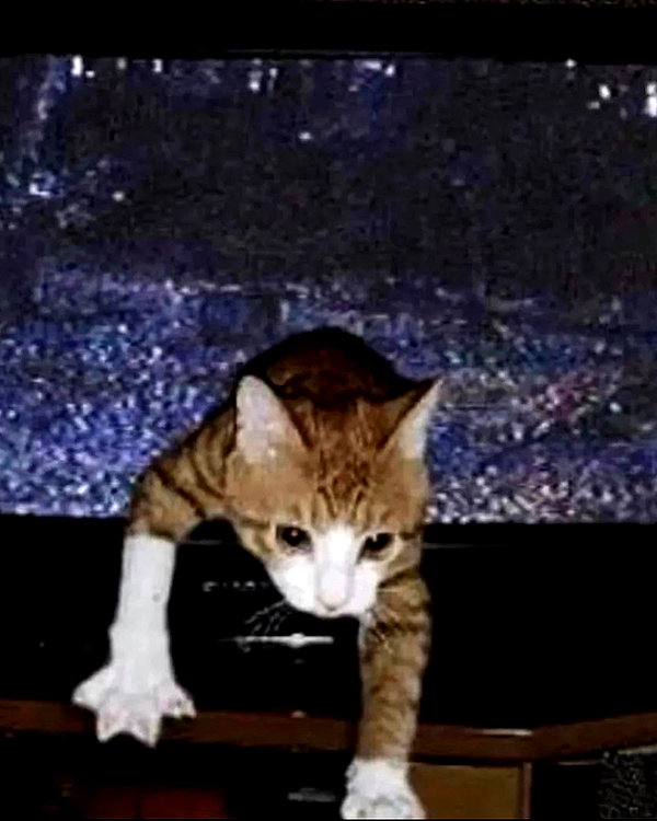 lyracr0w0 instagram image archive image
