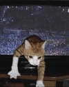 lyracr0w0 Altpins Profile Picture