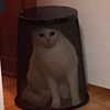 lyracr0w0 Altpins Profile Picture
