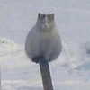 lyracr0w0 Altpins Profile Picture
