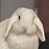 lyracr0w0 Altpins Profile Picture