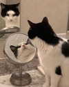 lyracr0w0 Altpins Profile Picture