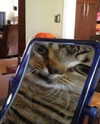lyracr0w0 Altpins Profile Picture