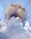 lyracr0w0 Altpins Profile Picture