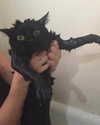 lyracr0w0 Altpins Profile Picture