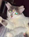 lyracr0w0 Altpins Profile Picture