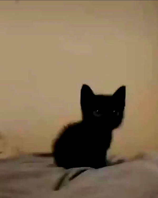 lyracr0w0 instagram image archive image