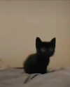 lyracr0w0 Altpins Profile Picture