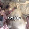 lyracr0w0 Altpins Profile Picture