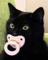 lyracr0w0 Altpins Profile Picture