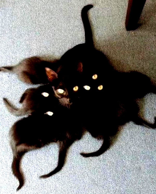lyracr0w0 instagram image archive image