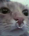 lyracr0w0 Altpins Profile Picture