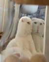 lyracr0w0 Altpins Profile Picture