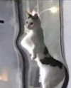 lyracr0w0 Altpins Profile Picture
