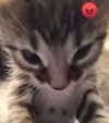 lyracr0w0 Altpins Profile Picture
