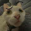 lyracr0w0 Altpins Profile Picture