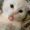 lyracr0w0 Altpins Profile Picture