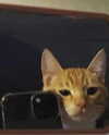 lyracr0w0 Altpins Profile Picture